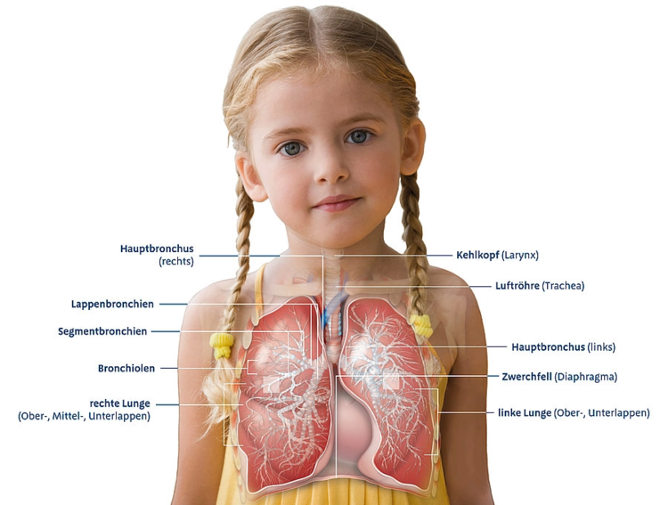 Grafik mit der Anatomie der kindlichen Lunge. Die folgenden Teile sind beschriftet: Kehkopf (Larynx) Luftröhre (Trachea) Hauptbronchus (rechts) Lappenbronchien Segmentbronchien Bronchiolen rechte Lunge (Ober-, Mittel-, Unterlappen) Hauptbronchus (links) Zwerchfell (Diaphragma) linke Lunge (Ober-, Unterlappen)